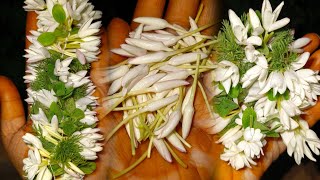 Harvesting DawanamMaruvam Mysore Malle🌿🤍davanammaruvamjasmineflowergarlandyoutubeshortsshort [upl. by Eirrod]