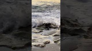 Someone’s having fun sanderling birdbaths [upl. by Allana]