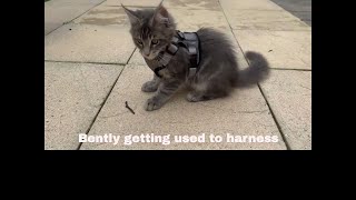 Bently Embracing The Harness A Training Journey [upl. by Airtemed]