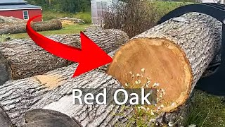 Lets Throw A Big Red Oak On The Sawmill [upl. by Akemed]