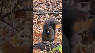 Hungry Squirrel 2024 sabnskyz wildlife squirrel forest 2024 nature reels viralvideo tiktok [upl. by Ephrayim]