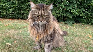 Do Maine Coons Talk A Lot Cat Talking [upl. by Jezabella250]