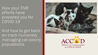 Keep Calm and Carry on The impact of COVID19 on TNR and how to get back on track [upl. by Eninahpets460]