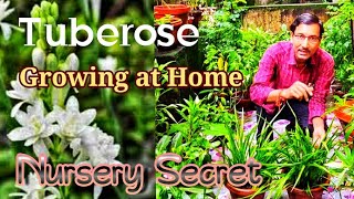 Secret method of Growing Tuberose from Tubers at Home । Growing Rajnigandha Tubers [upl. by Airdnaed]