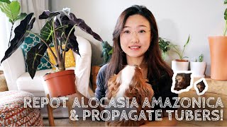 Plant Care amp Repot  Alocasia AmazonicaAlocasia Polly  Houseplants Propagation [upl. by Dorion]