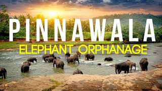 Pinnawala Elephant Orphange  A must visit place in Srilanka Baby elephants [upl. by Erdman]