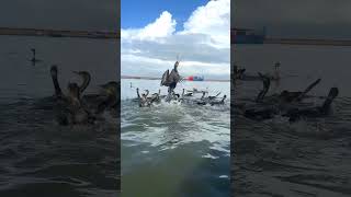 Great cormorant catching a fish bird nature shorts [upl. by Tolmach]