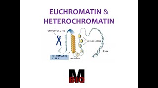 EUCHROMATIN amp HETEROCHROMATIN [upl. by Alohs]