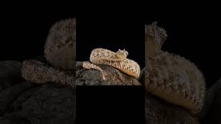 Spider tailed viper Pseudocerastes urarachnoidessnake [upl. by Cathlene]