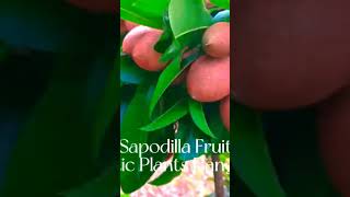 Sapodilla Fruit [upl. by Mlehliw]