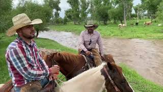 NOS AGARRO EL AGUA BUSCANDO AL TORO CHUYON BIEN PERDIDO ANDA DESDE LOS PICOS SONORA 🐂🌵 [upl. by Piers586]