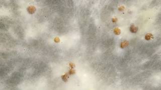 Sclerotium formation timelapse [upl. by Messere740]