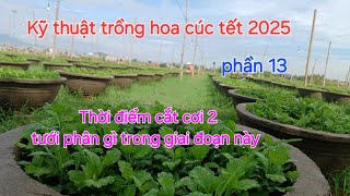 Kỹ thuật trồng hoa cúc tết 2025 phần 13 thời điểm cắt cơi 2 tưới phân gì [upl. by Tuddor]