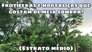 Frutíferas e Hortaliças de Meia sombra Estrato médio [upl. by Mall392]