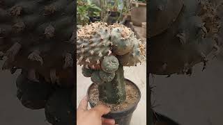 plants cactus lophophora exotic trending viral reels youtubeviralvideos youtubeshorts [upl. by Questa]