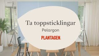 Ta toppsticklingar av pelargon [upl. by Tserof]