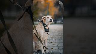 Street portraits with beautiful Mila streetportraits dogphotography lightroom fyp [upl. by Ardnasela88]