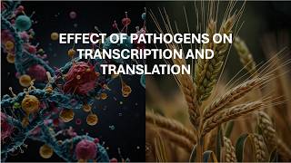 Effect pathogens on transcription and translation in plants [upl. by Nunes]