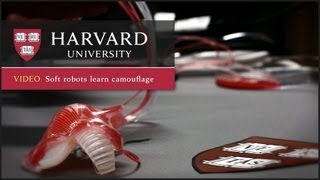 Harvard researchers demonstrate soft robot camouflage system [upl. by Lanni]