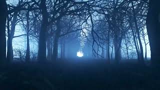 A Lonely Misty Forest Walk with Dark Ambient Music [upl. by Frederiksen624]