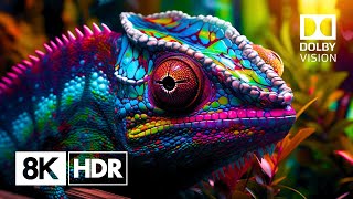 The Ultimate 8K HDR Experience Natures Glory in Ultra HD 60fps Dolby Vision™ [upl. by Josy]