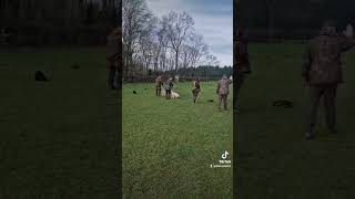 dogtraining Gundogs novice [upl. by Africah989]