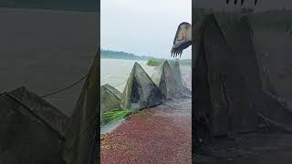 The process of excavators pushing stone pyramids into the river to reduce the speed of water flow [upl. by Irotal]