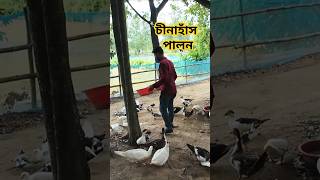 Muscovy Duck Farming। Expert Tips For Duck 2024 shorts MuscovyDuck muscovyduckfarming duck [upl. by Broeder]