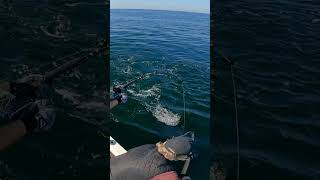 Brutal bluefin tuna action [upl. by Llenet]