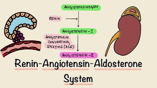 Renin Angiotensin Aldosterone System  RAAS  Juxtaglomerular Apparatus  JGA  Renal Physiology [upl. by Wendy]