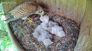 First week of feeding compilation  Falcon nestbox highlights 15 [upl. by Yoshiko]