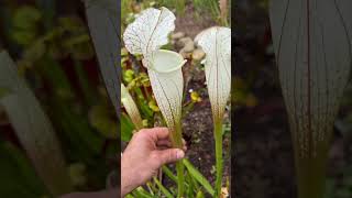 Sarracenia leucophylla  The white top pitcher plant [upl. by Eiffe]