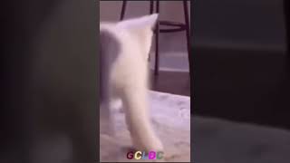 Cat twerking meme but edit from capcut [upl. by Donall]