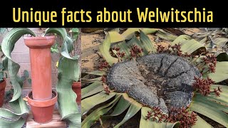 Unique facts about Welwitschia mirabilis  An extraordinary plant  A headless tree  FacTime [upl. by Dehlia254]