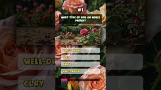 What type of soil do Roses prefer Gardening Quiz rose garden [upl. by Agathe]