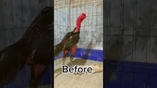 After 10 minutes aseelmurga aseelmurgafarm chickenbreeds myfarmupdateaseel chickentypes [upl. by Sisely]