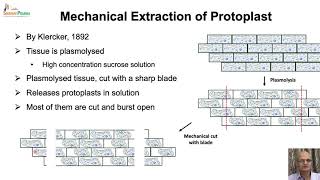 Protoplast Culture amp Application [upl. by Memberg]