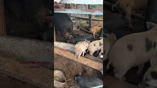 Cerdos chillandos Pigs 🐖 squealing [upl. by Vitale]