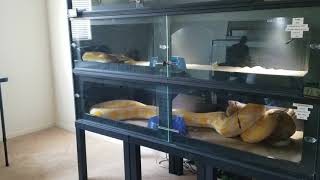 Warning Live Feeding Reticulated Pythons [upl. by Nilekcaj]