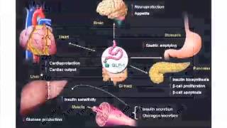 IncretinRelated Therapies Glycemic Control and Beyond [upl. by Ytsirhc]