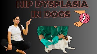 Hip Dysplasia In Dogs  Hip Dysplasia In Dogs Treatment  Hips Dysplasia Symptoms In Dogs doglover [upl. by Anirbed133]