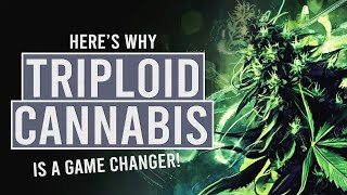 Triploid Cannabis Why Everyone’s Talking About It [upl. by Yenhoj]