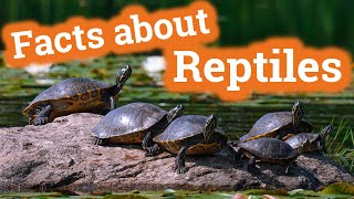 Facts About Reptiles for Kids [upl. by Ahsilla]