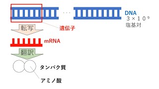 タンパク質の平均アミノ酸数を求める問題【遺伝子】 高校生物基礎 [upl. by Cleo]