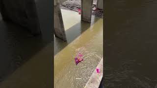 Ganpati visarjan 2024 ki subscribe ganeshafestival hindufestival ytshort trending hind [upl. by Mindi]