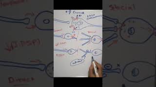 Indirect inhibition of the postsynaptic potential شرح لمادة الفيسيولوجي بالعربي [upl. by Rosario]