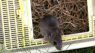 Field Mouse in rabbit cage amp Common Mouse release [upl. by Mada143]