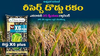 Nishta x6 Plus Paddy seeds Telugu  Nishta x6 Plus Paddy variety  Agriculture [upl. by Yllen]