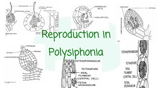 Reproduction in Polysiphonia । Bsc 1st year [upl. by Millford]