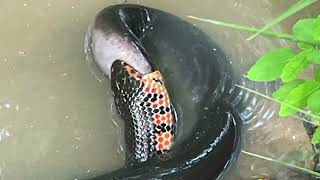 Amphiuma vs Mud Snake [upl. by Silvia]